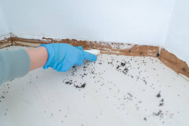Best Pest Removal Services  in Hollins, VA